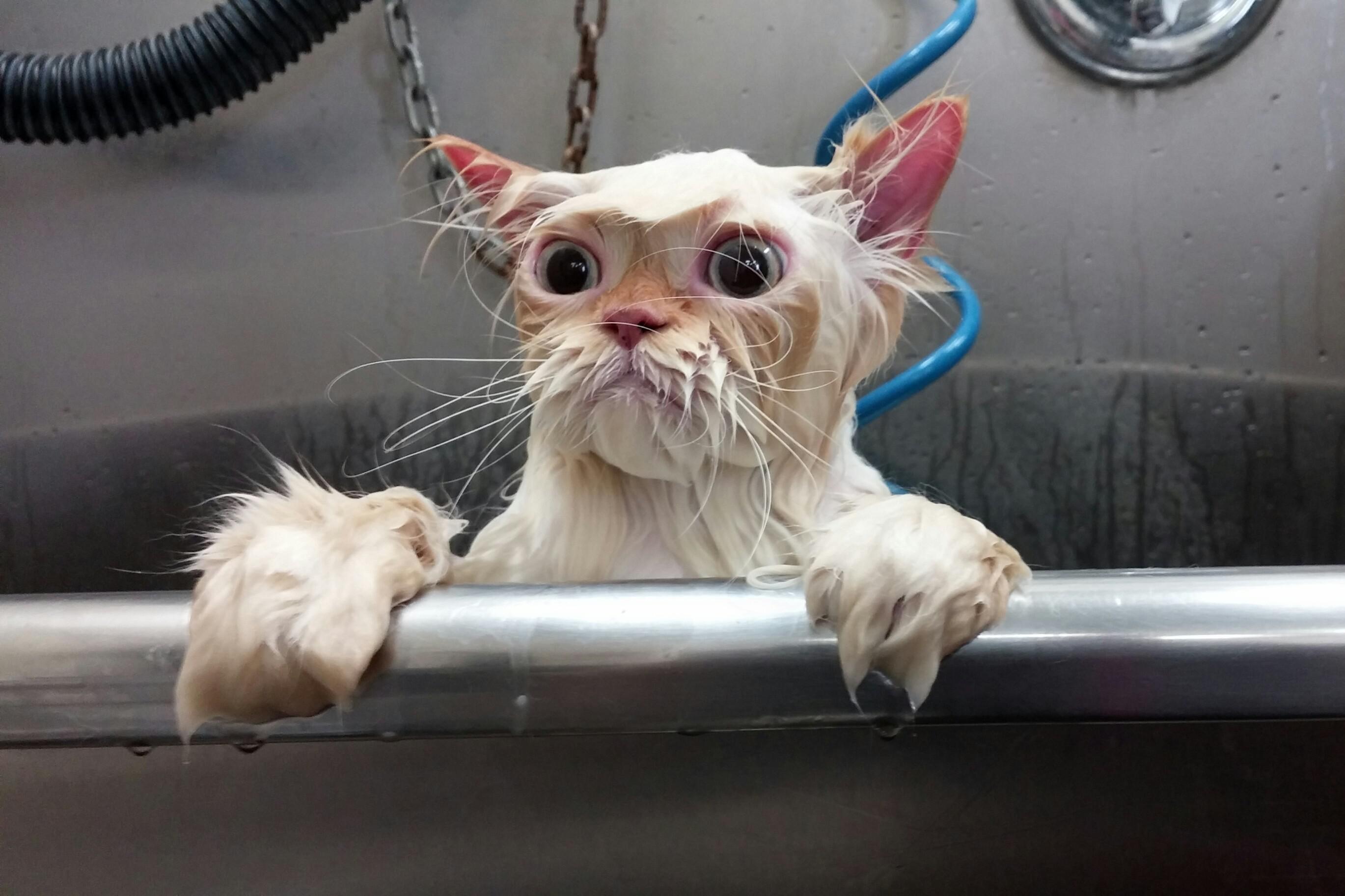 Промокший кот
