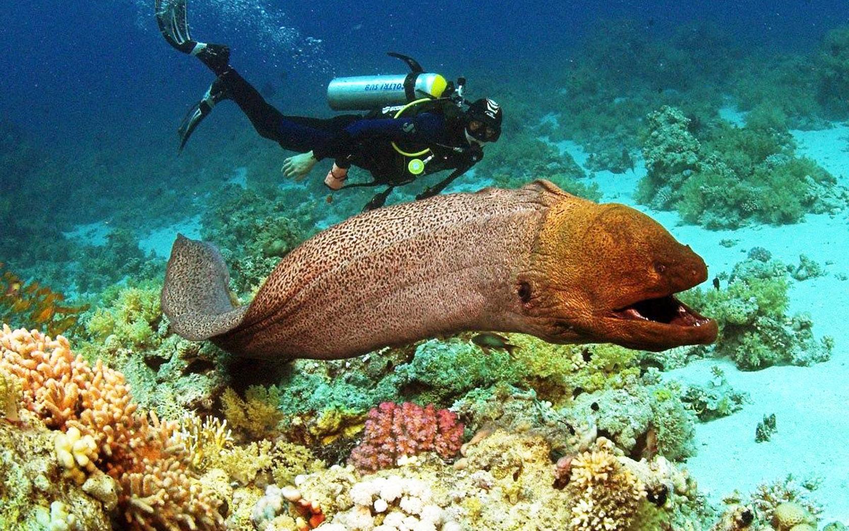 Рыбы шарм эль шейха названия фото