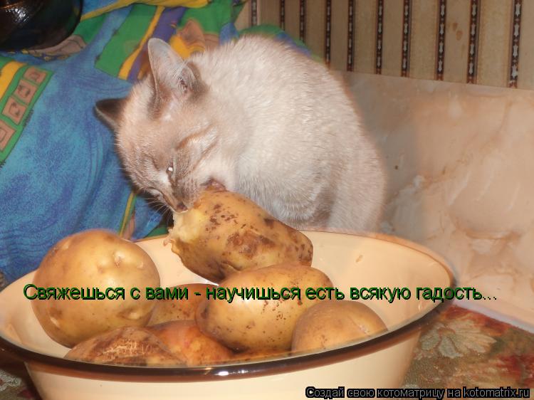 Котам можно картошку. Кот картошка. Смешной картофель. Коты которые едят картошку. Кот чистит картошку.