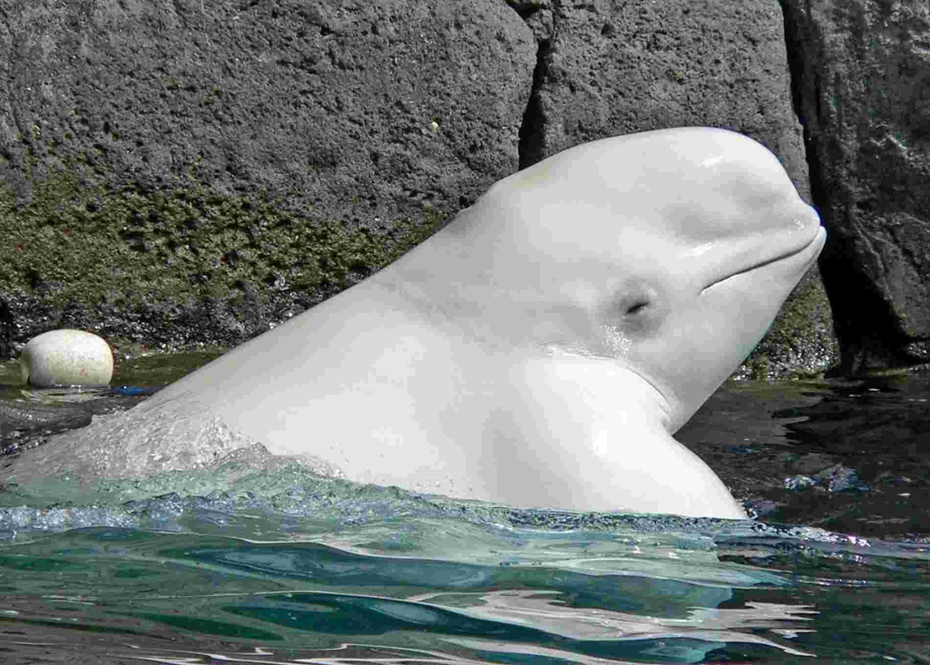 К какой группе океана относится белуха. Белуха (Delphinapterus leucas). Дельфин альбинос. Полярный кит Белуха.